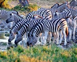 Zebras an einer Wasserstelle im Etosha Nationalpark
