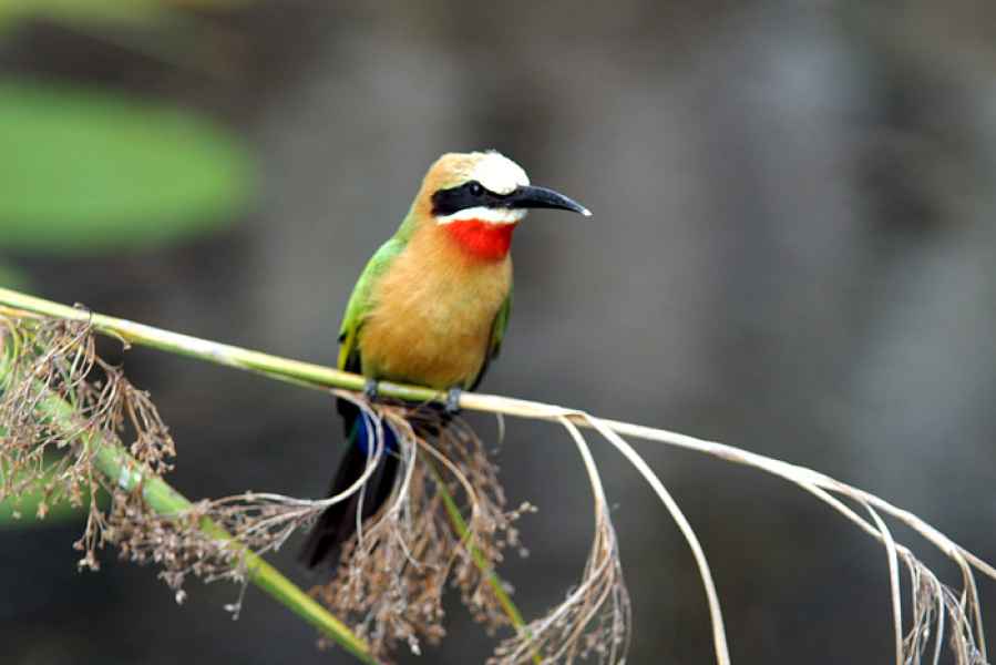 Zambezi (caprivi) - The Wetlands Of Namibia